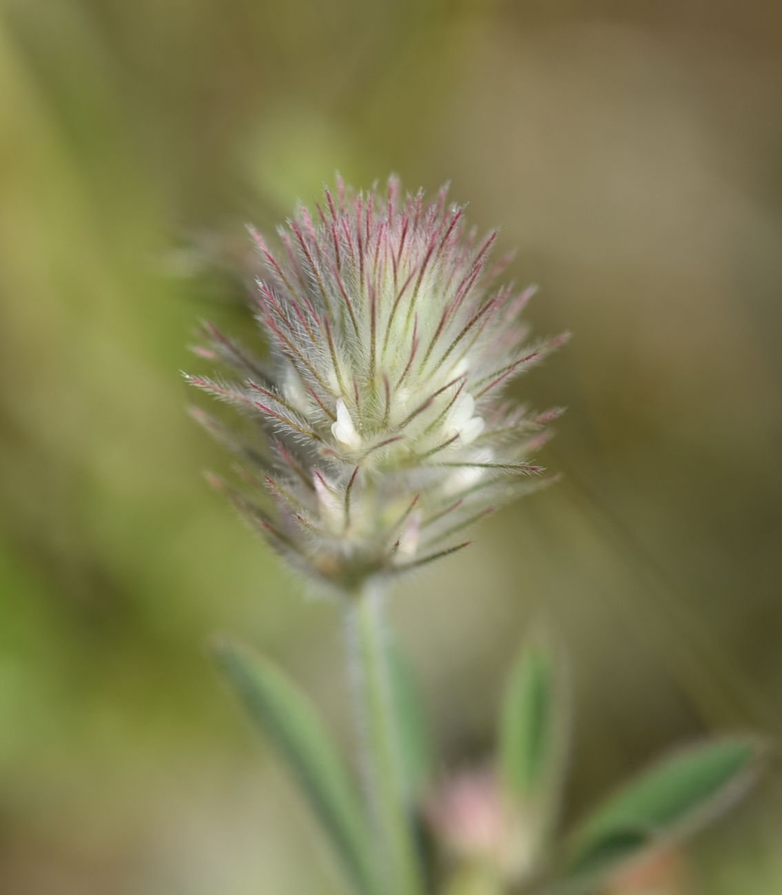 Image of Trifolium arvense specimen.