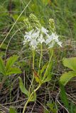 Veronica prostrata. Верхняя часть цветущего растения с неокрашенными венчиками. Ульяновская обл., Мелекесский р-н, окр. пос. Вишенка, спуск в дол. р. Бирля, луговая степь. 18.05.2024.