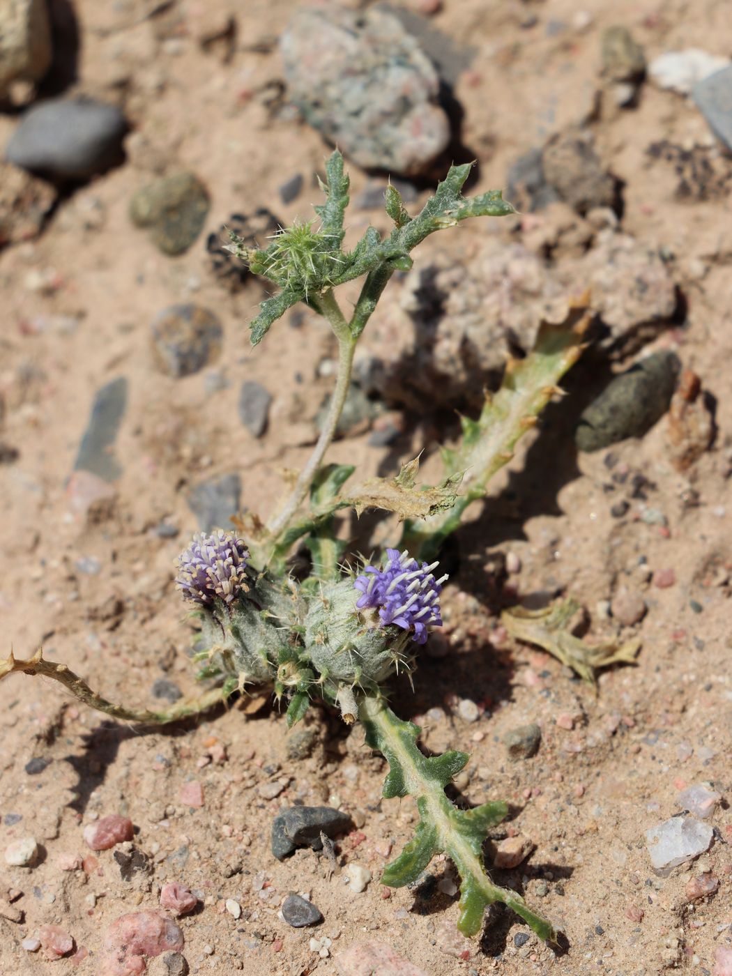 Image of Cousiniopsis atractyloides specimen.