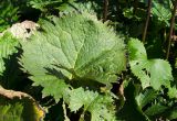 Ligularia stenocephala. Листья. Пермь, Ленинский р-н, городская эспланада. 1 сентября 2024 г.