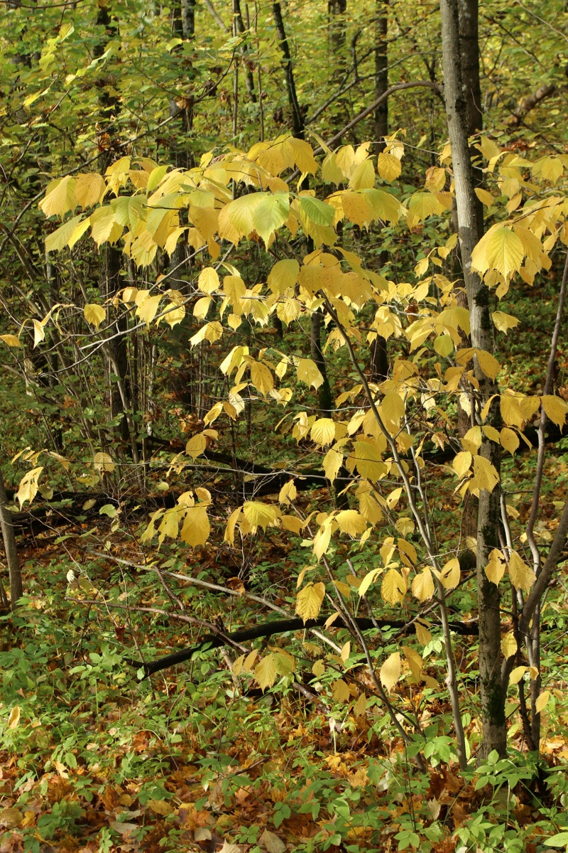Image of Corylus avellana specimen.