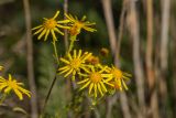 Senecio erucifolius