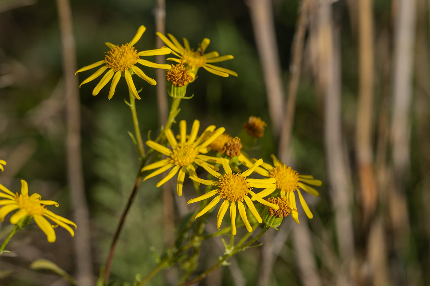 Image of Senecio erucifolius specimen.