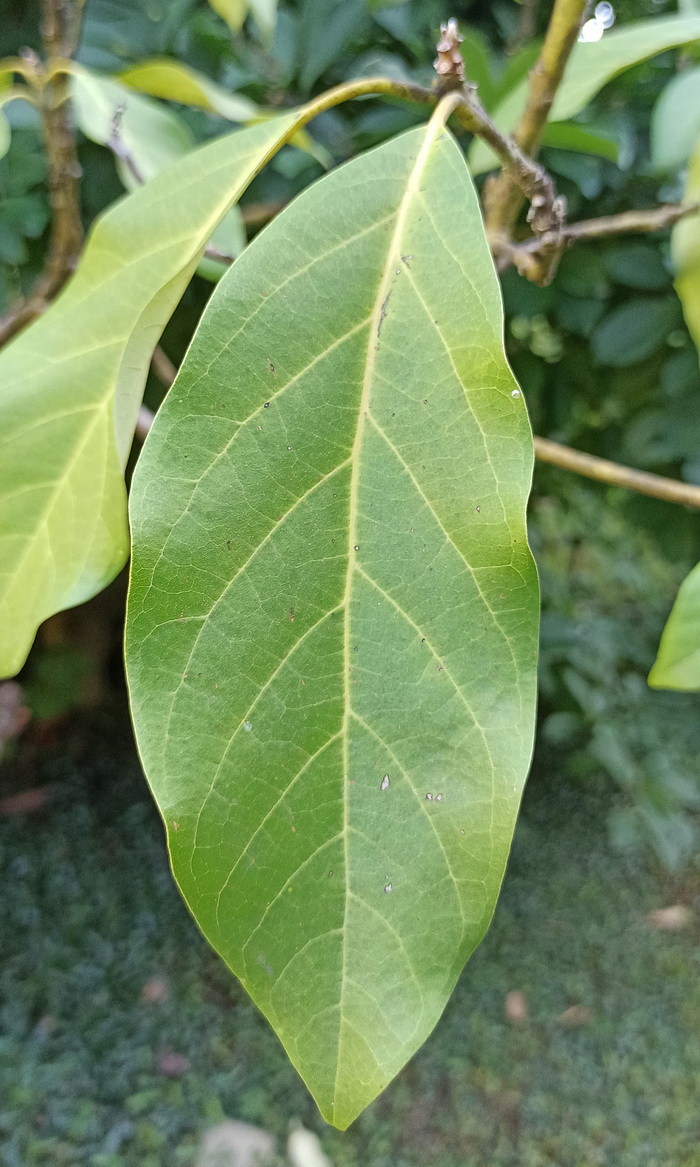 Изображение особи Persea americana.