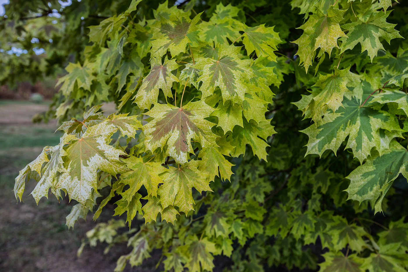 Изображение особи Acer platanoides.