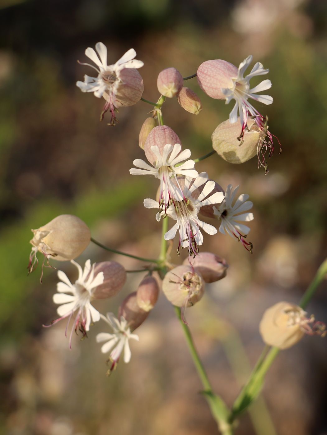 Image of Oberna behen specimen.