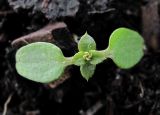 Galium spurium