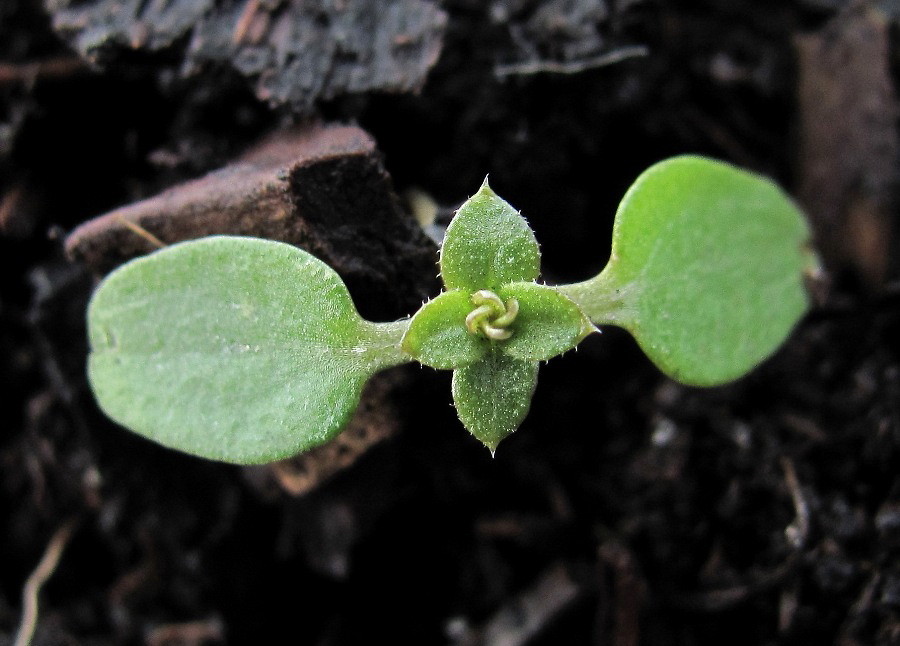 Изображение особи Galium spurium.