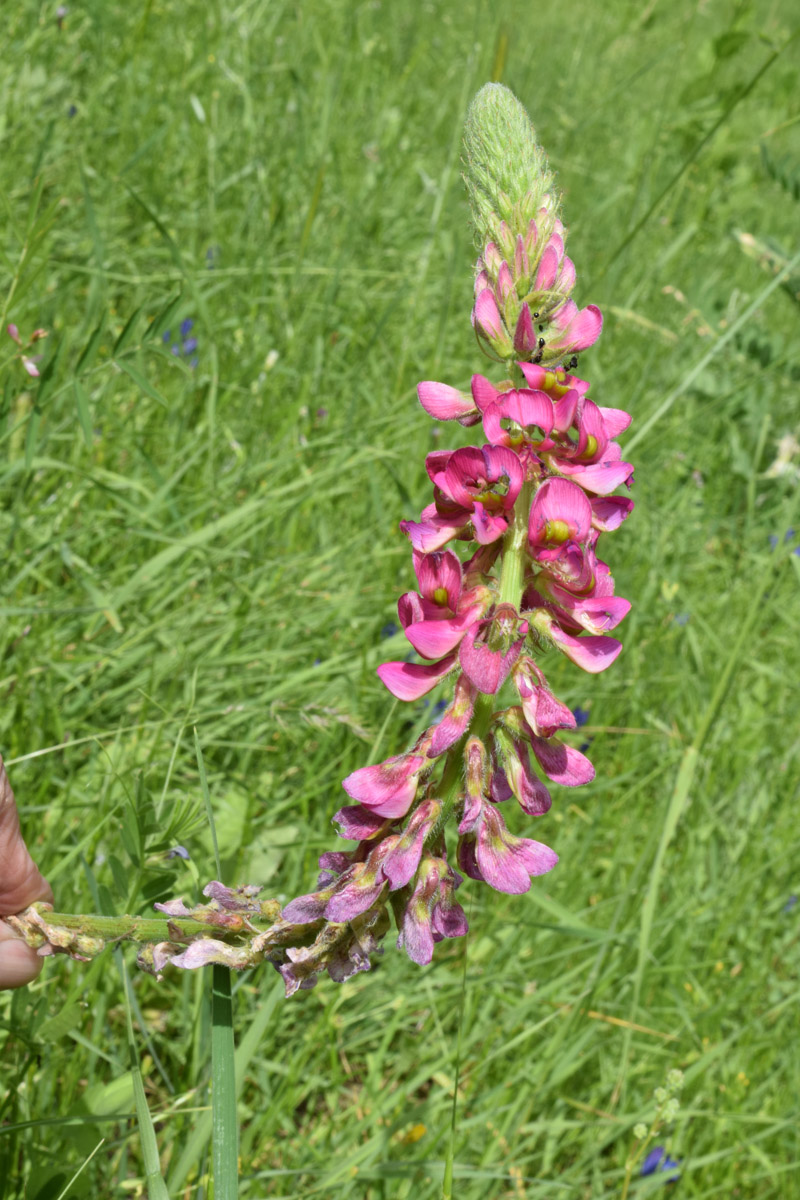 Image of Onobrychis grandis specimen.