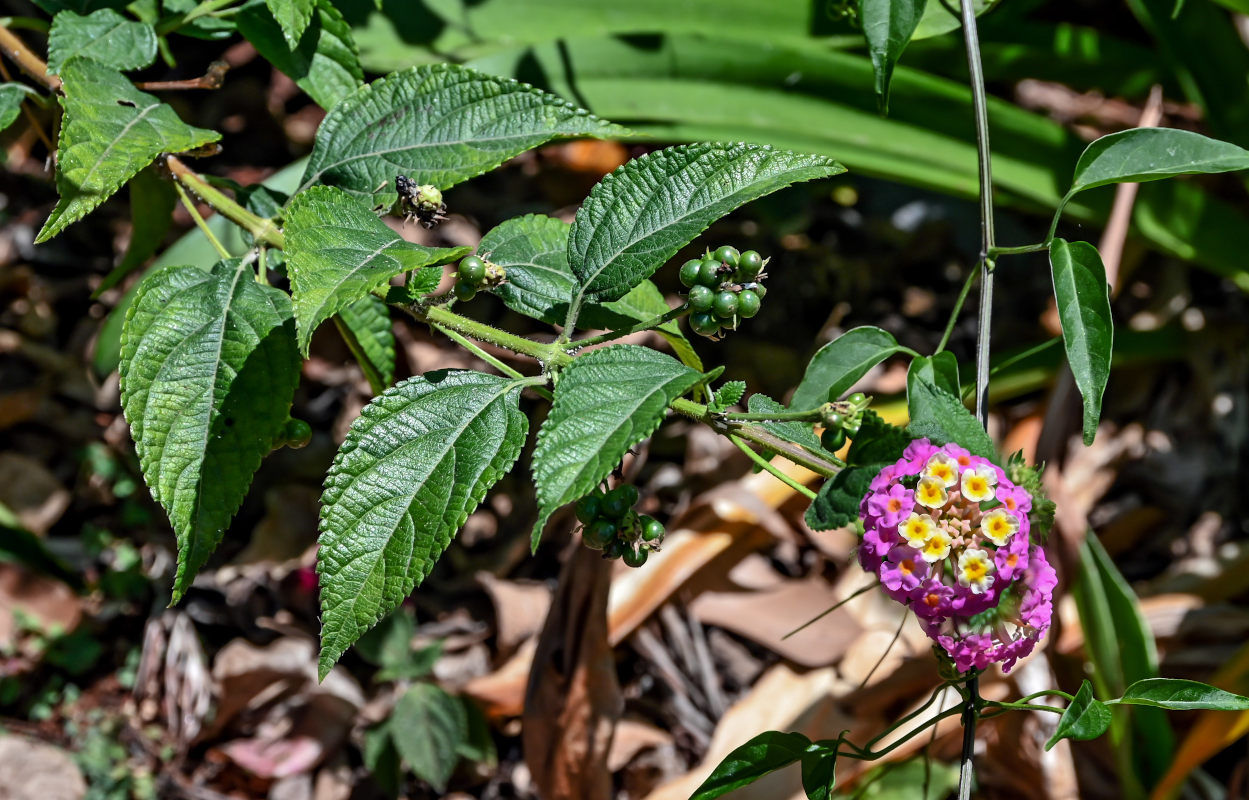 Изображение особи Lantana &times; strigocamara.