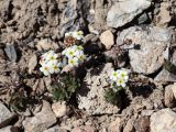 Androsace lehmanniana. Цветущие растения. Узбекистан, Ташкентская обл., Угам-Чаткальский национальный парк, Пскемский хр., верховье ур. Баркраксай, ок. 3600 м н.у.м., каменистая осыпь у подножия тающего снежника. 28.06.2025.