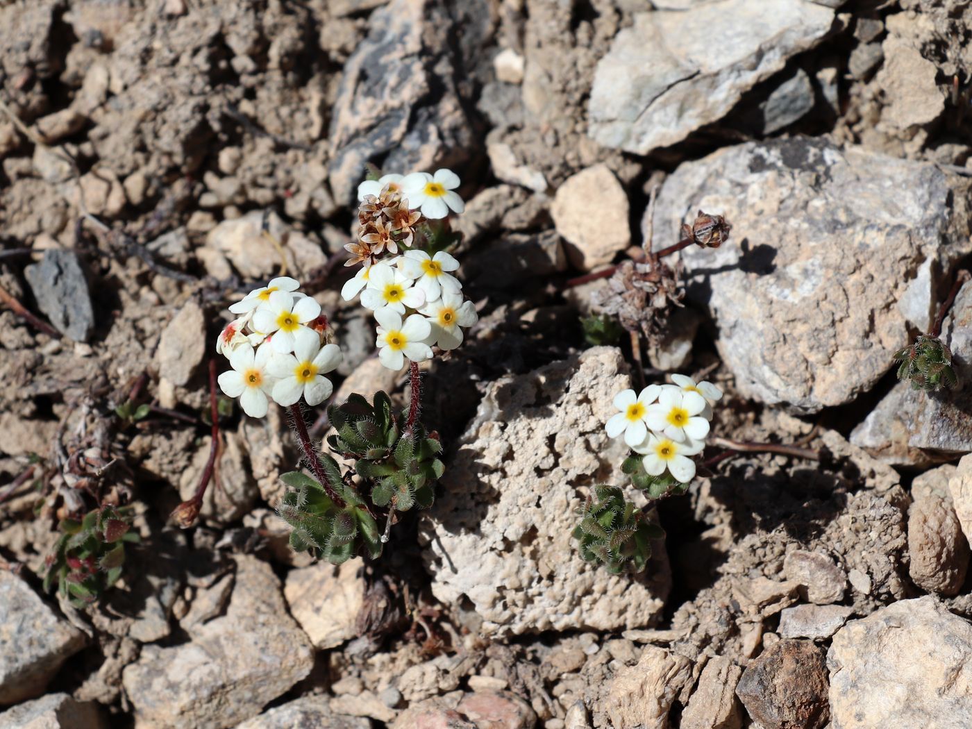 Изображение особи Androsace lehmanniana.