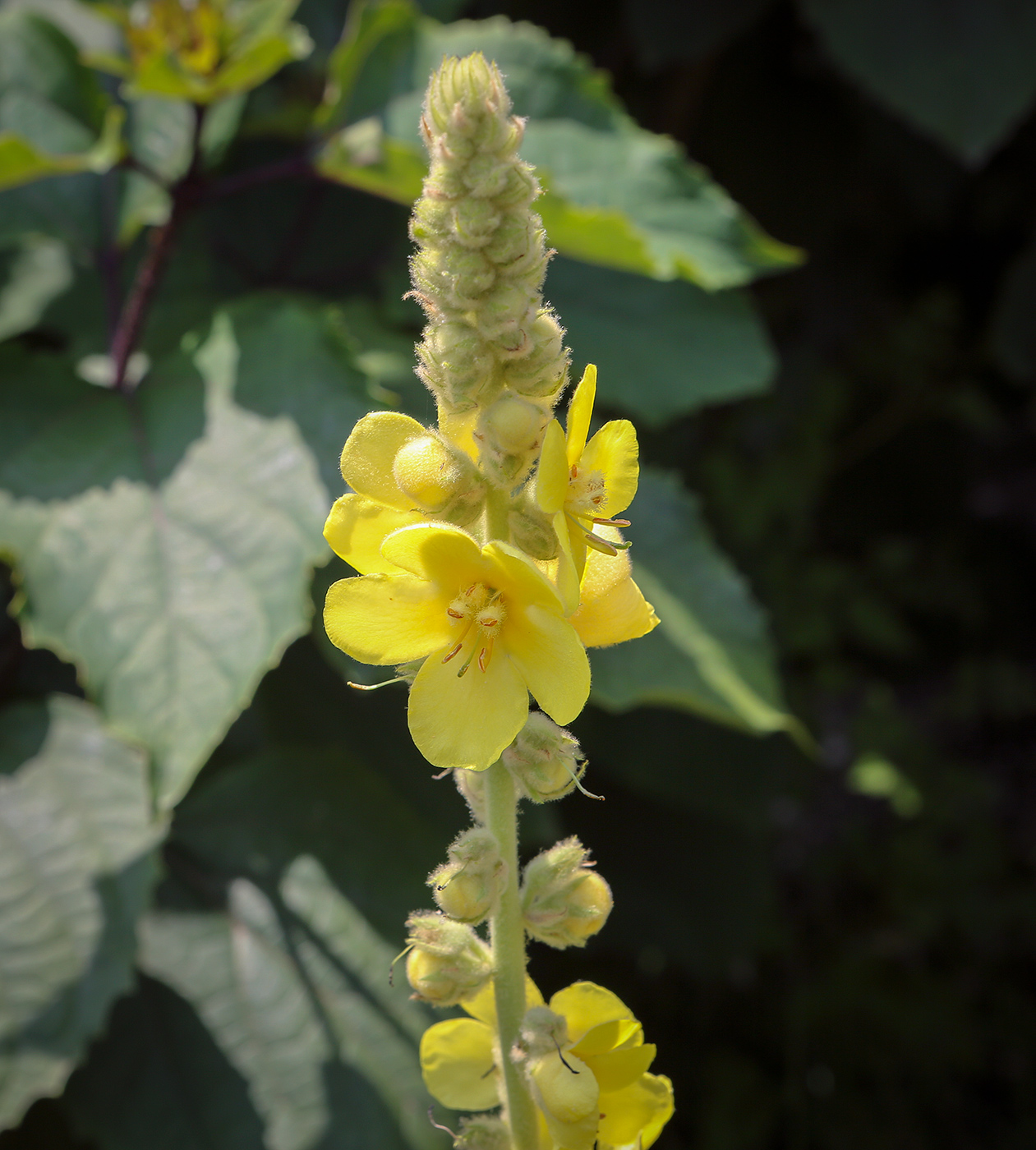 Изображение особи Verbascum phlomoides.