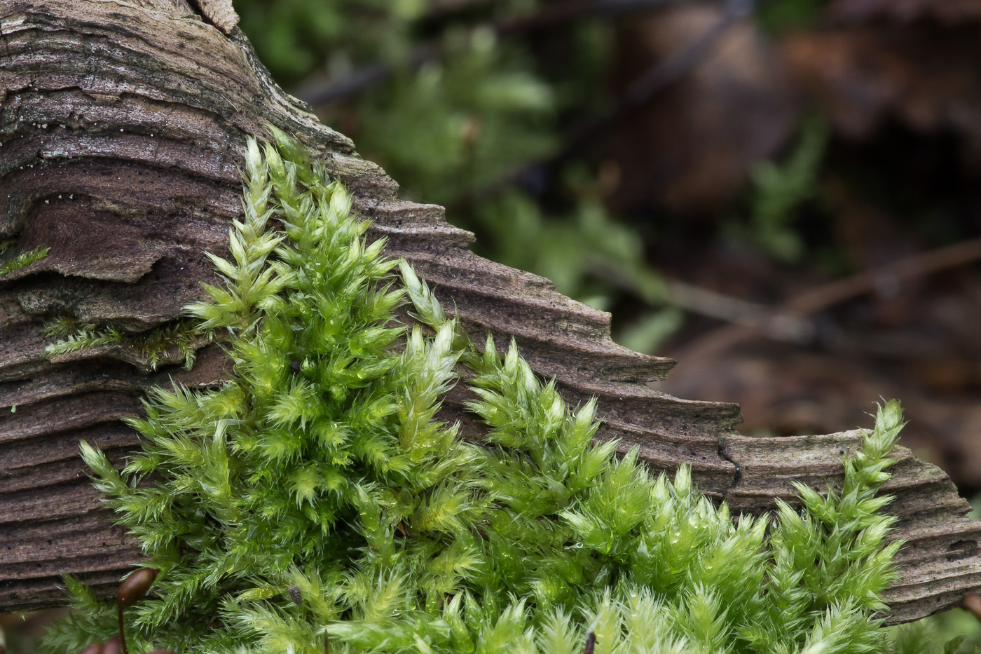 Изображение особи Brachythecium rutabulum.