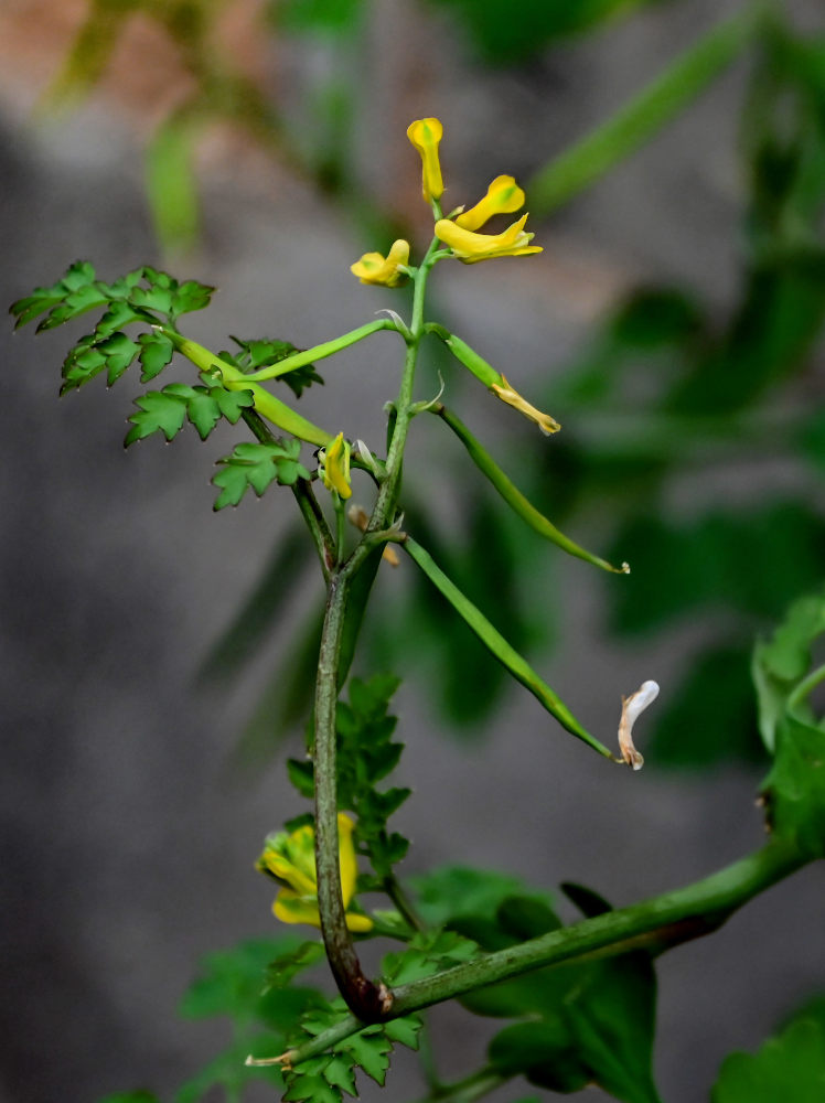 Image of Corydalis pallida specimen.