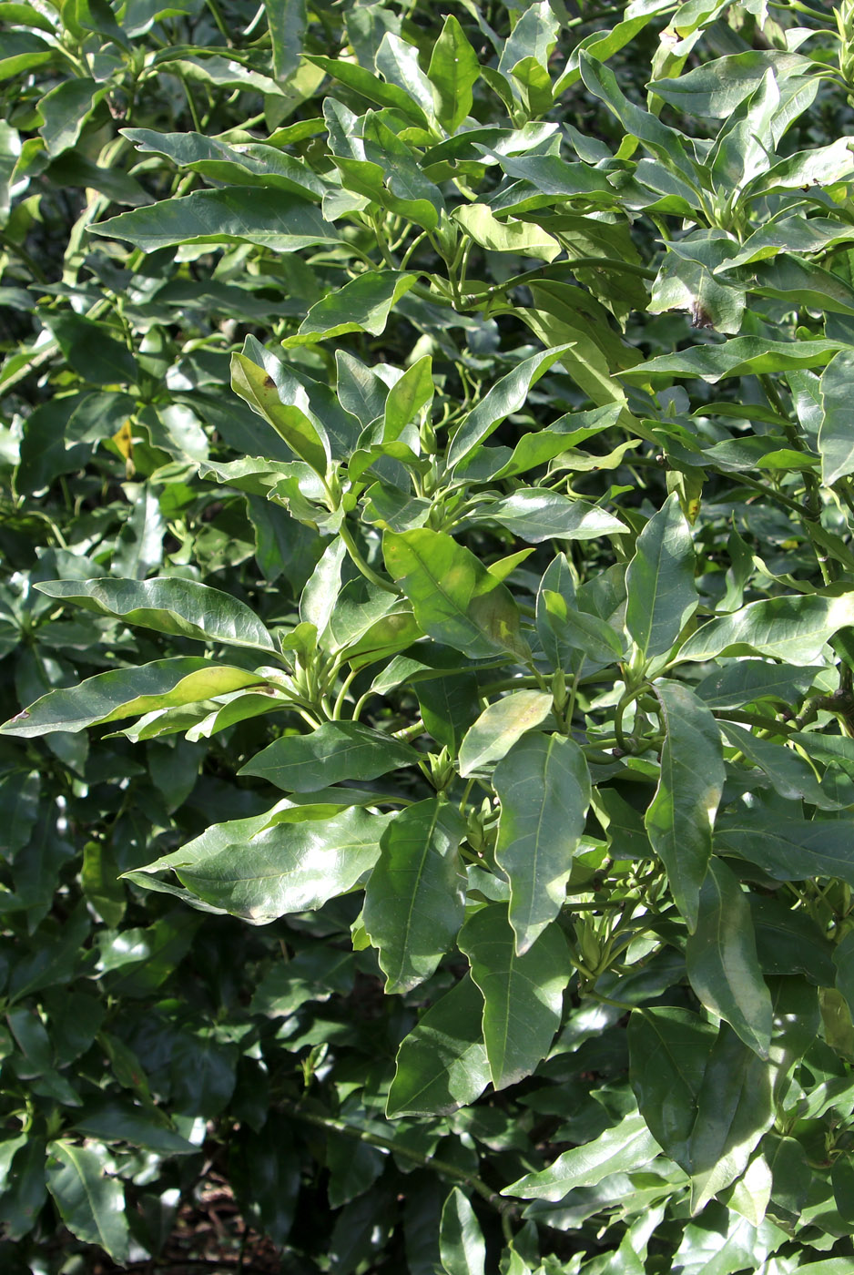 Изображение особи Aucuba japonica.