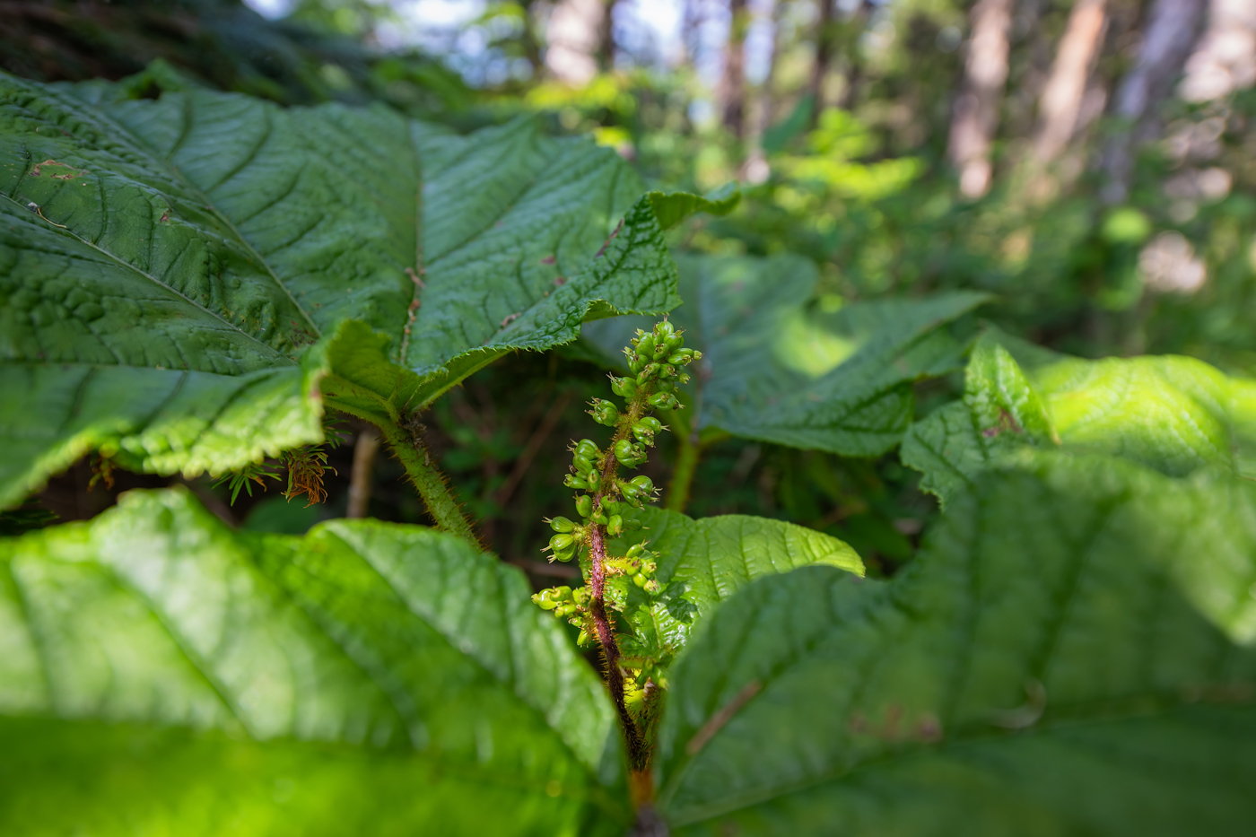 Изображение особи Oplopanax elatus.
