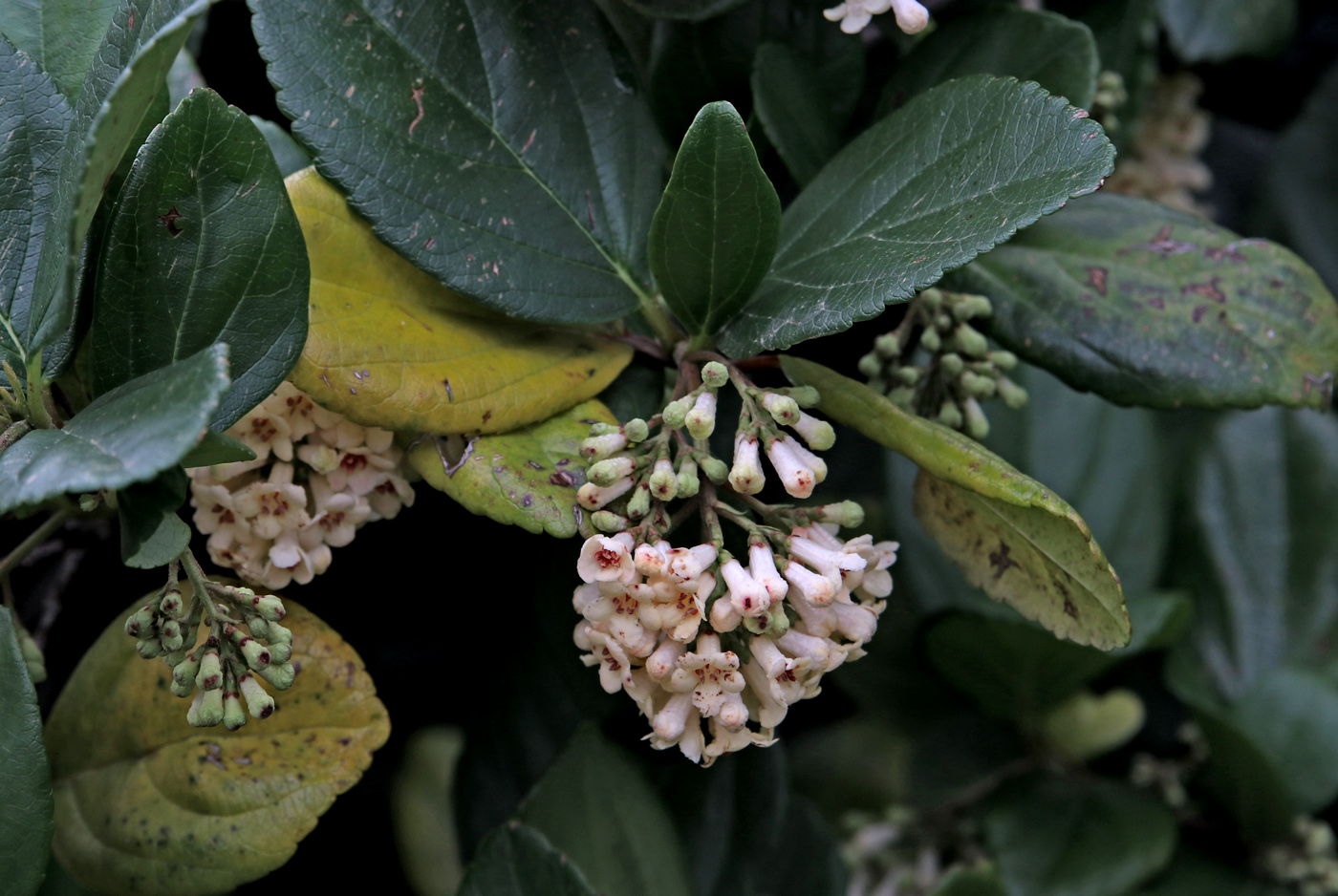 Image of Viburnum suspensum specimen.