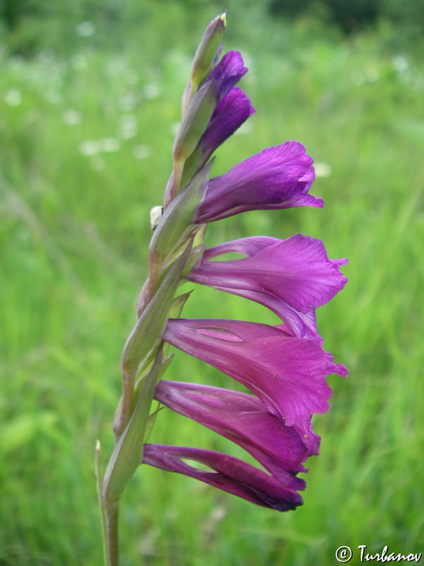 Image of Gladiolus imbricatus specimen.