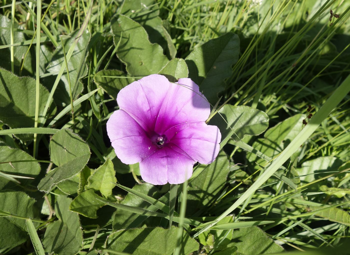 Image of genus Ipomoea specimen.