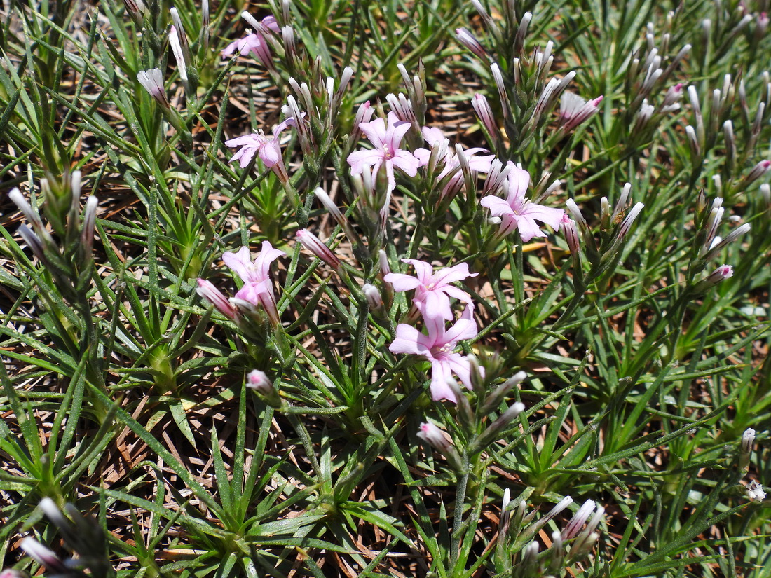 Изображение особи Acantholimon alatavicum.