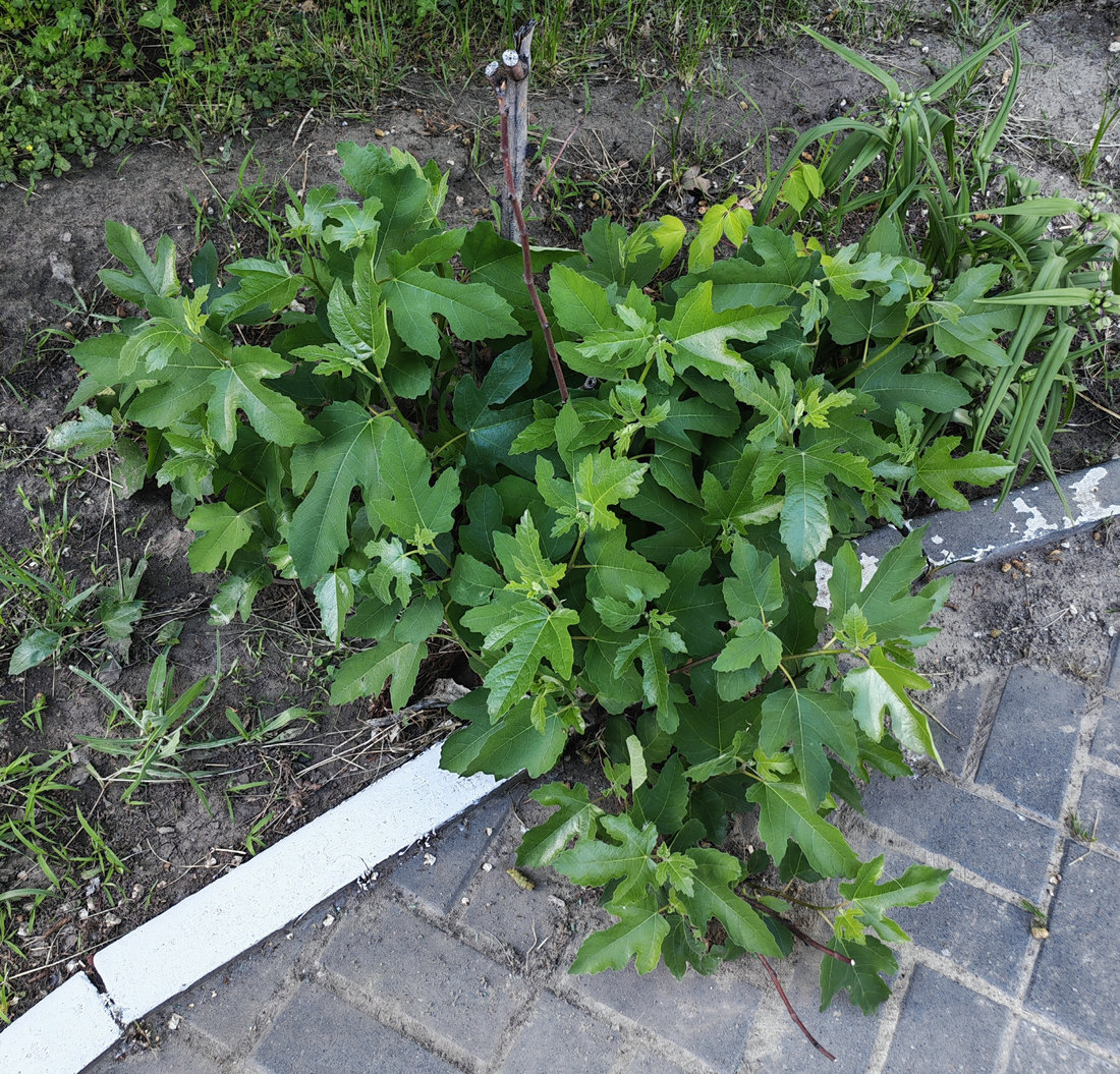 Изображение особи Ficus carica.