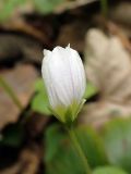 Oxalis acetosella. Бутон. Хабаровский край, окр. г. Комсомольск-на-Амуре, смешанный лес. 19.05.2026.