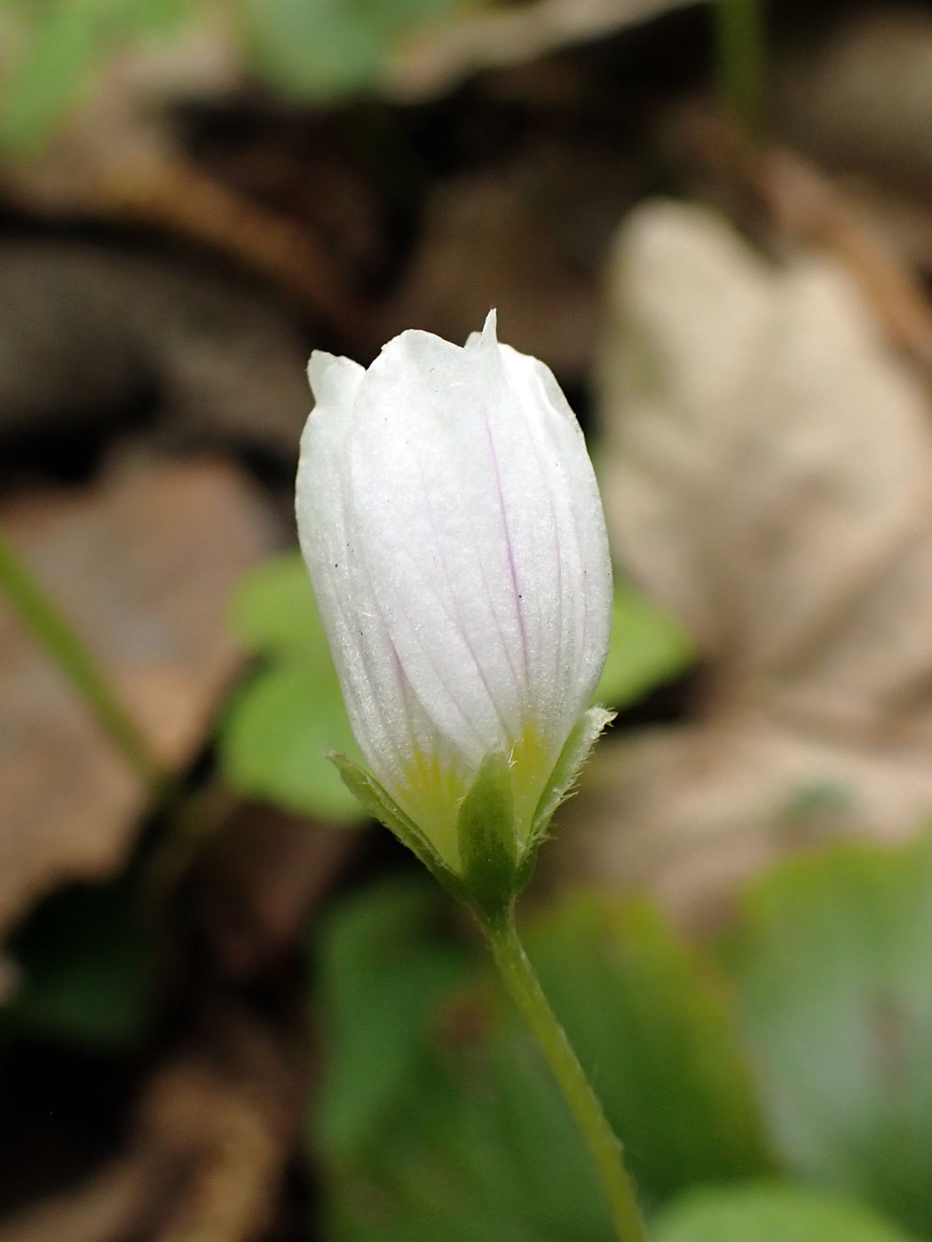 Изображение особи Oxalis acetosella.