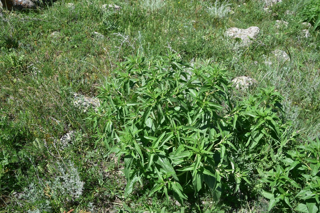 Image of Phlomis pungens specimen.