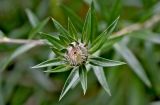 Carlina salicifolia