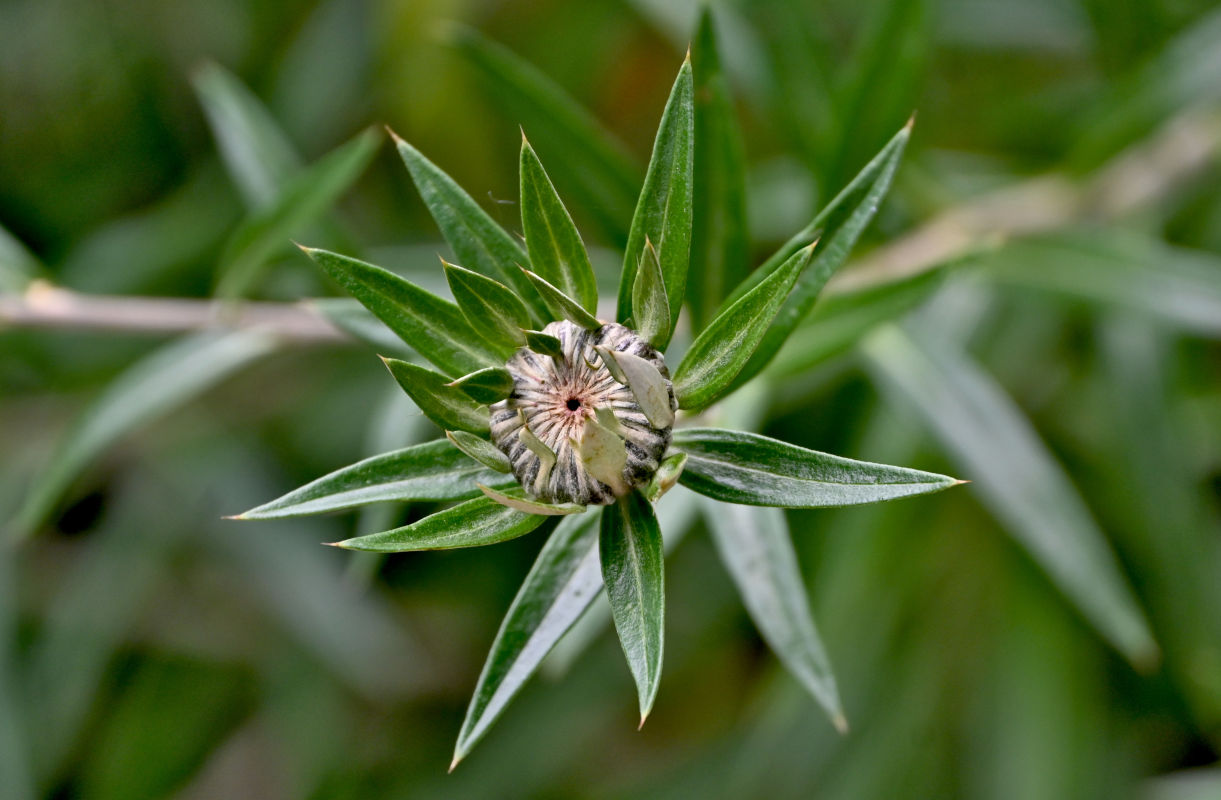 Изображение особи Carlina salicifolia.