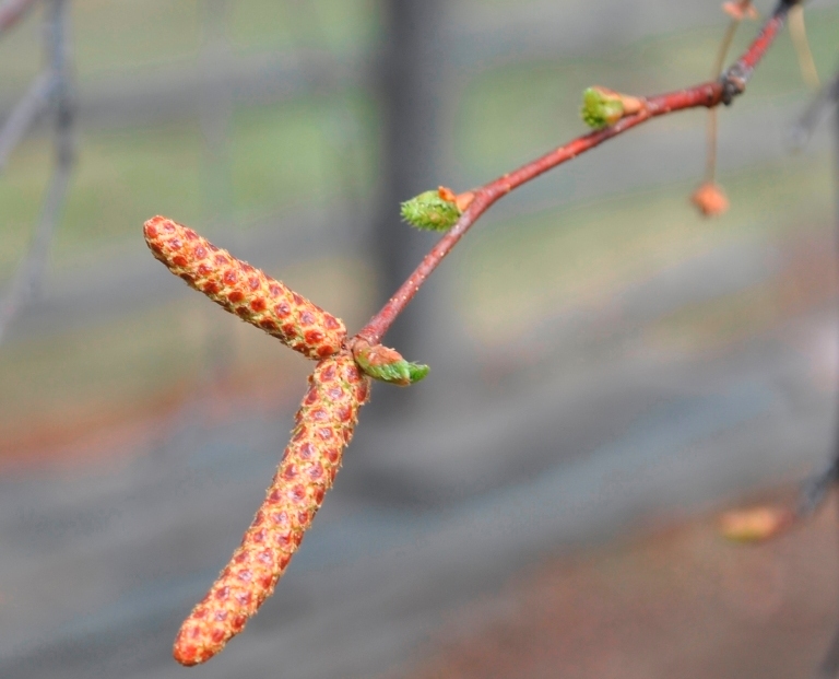 Изображение особи Betula platyphylla.