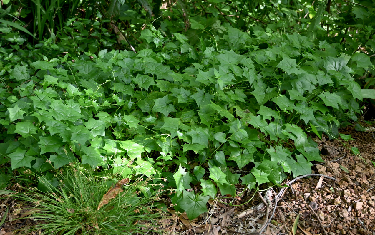 Изображение особи Delairea odorata.