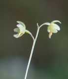 Ephippianthus schmidtii. Соцветие. Хабаровский край, р-н имени Лазо, верховье р. Ко, выс. ≈ 700 м н.у.м., долинный хвойный лес. 31.07.2026.