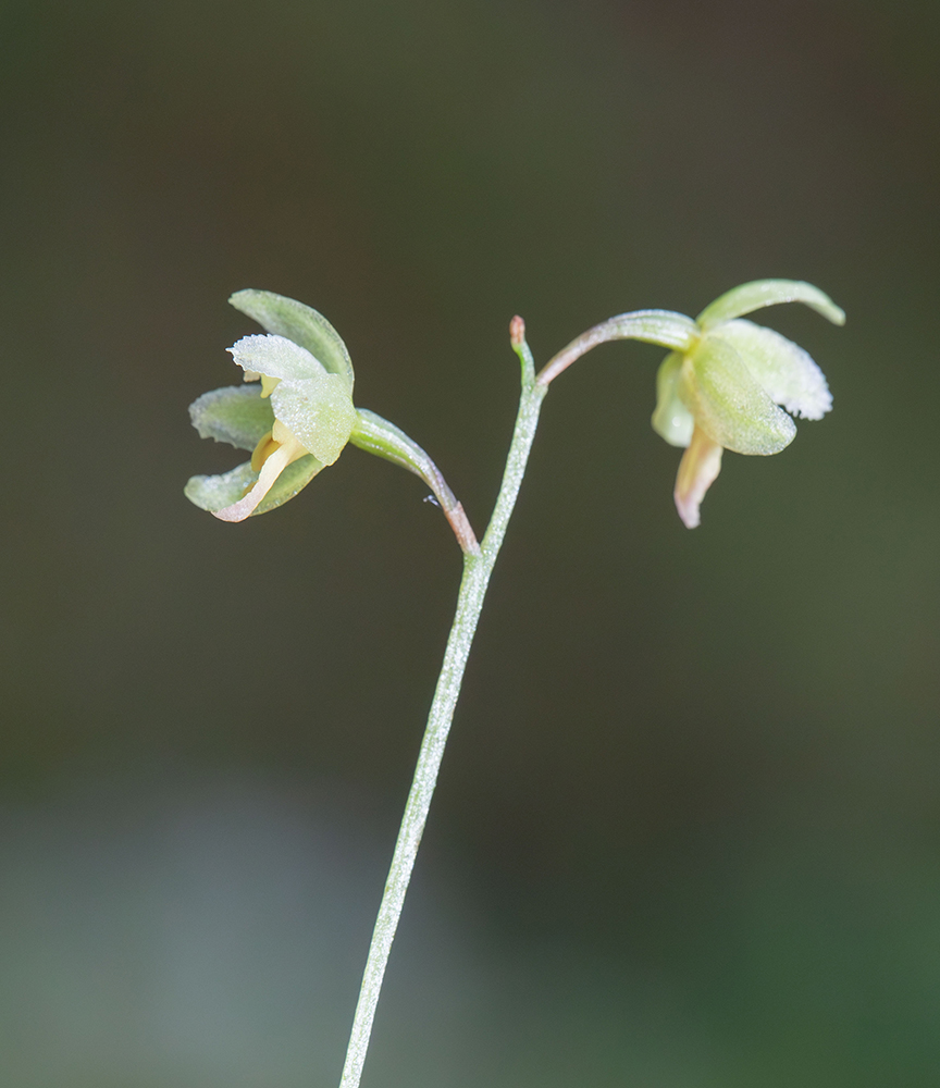 Image of Ephippianthus schmidtii specimen.