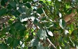 Ficus sycomorus. Часть ветви. Португалия, г. Лиссабон, в культуре. 02.08.2025.
