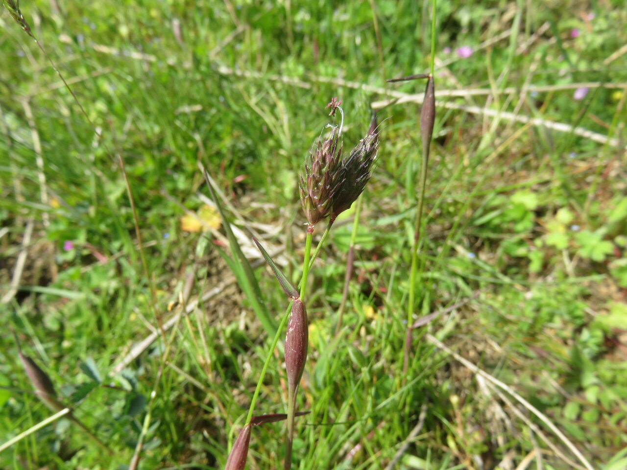 Изображение особи Alopecurus rendlei.