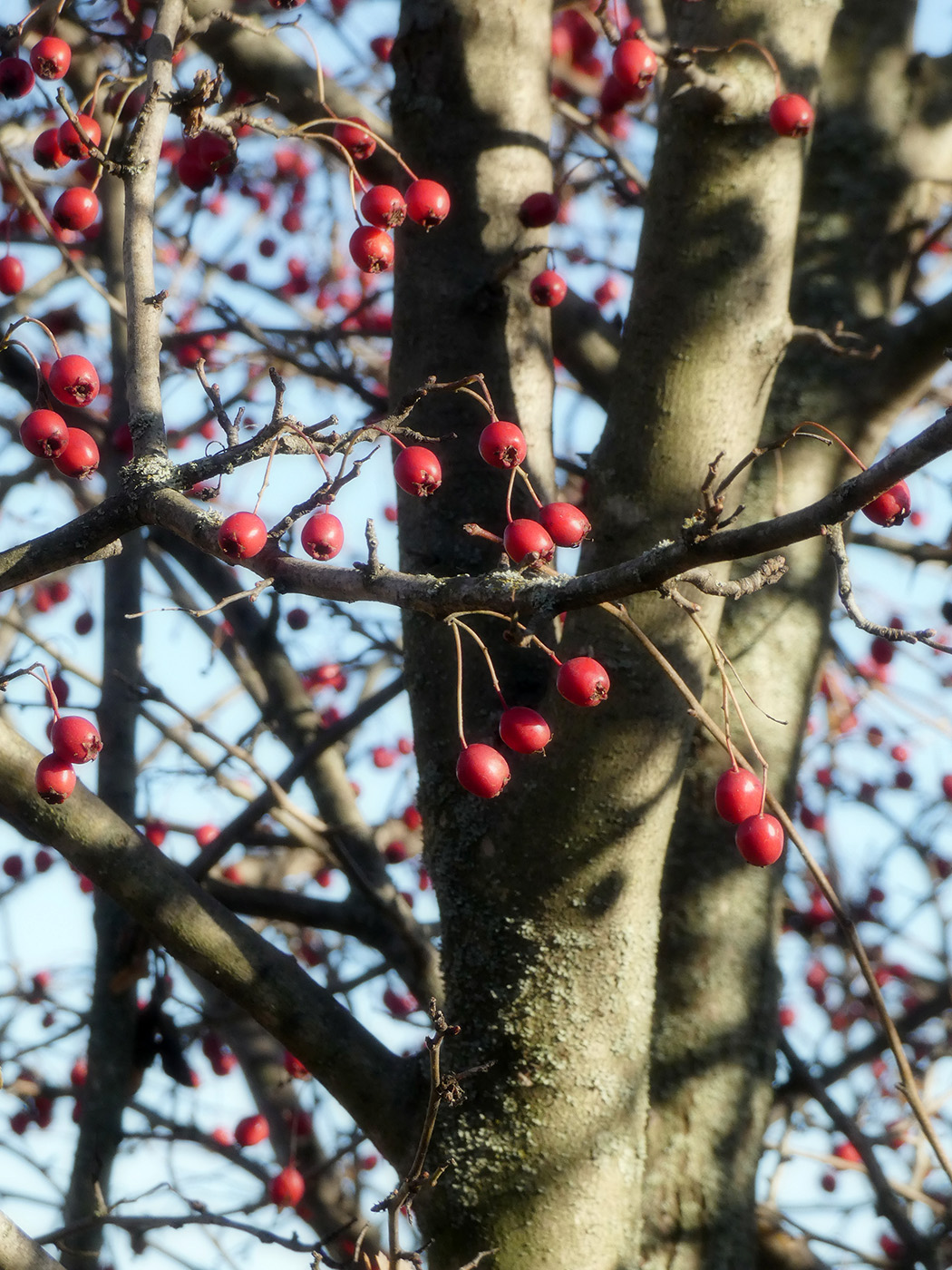 Изображение особи род Crataegus.