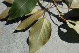 Populus balsamifera. Часть обломанной веточки (видна абаксиальная поверхность листьев; справа - погрызенный). Беларусь, Витебская обл., пос. Езерище, заросли деревьев у заброшенной усадьбы. 17.07.2026.