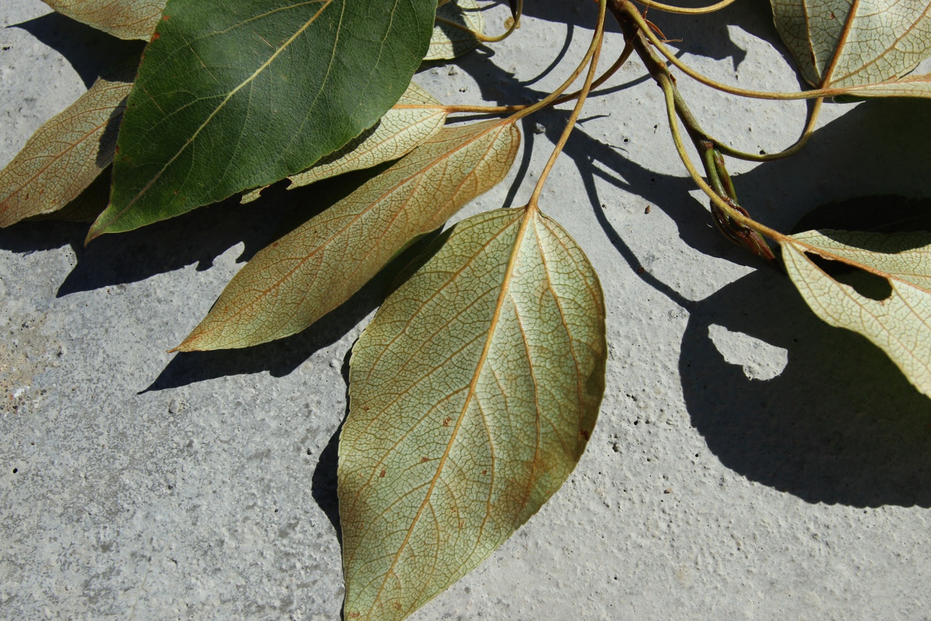 Изображение особи Populus balsamifera.