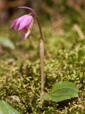 Calypso bulbosa