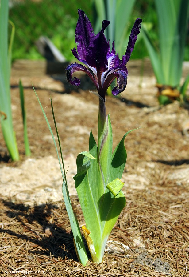 Image of Iris alexeenkoi specimen.