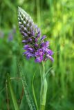 Dactylorhiza baltica