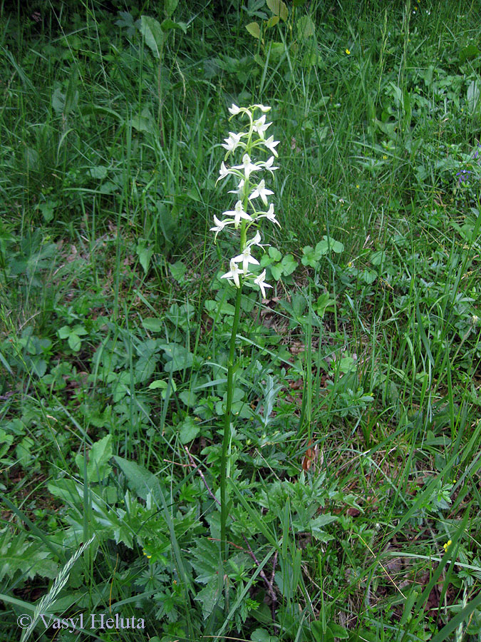 Изображение особи Platanthera bifolia.