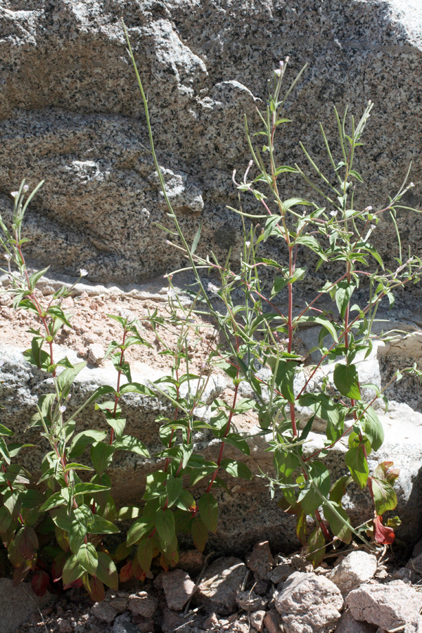 Image of Epilobium cylindricum specimen.