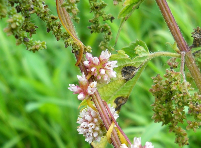 Image of Cuscuta europaea specimen.