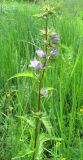 Campanula trachelium. Верхушка цветущего растения. Саратовская обл., Аткарский р-н, пойма р. Медведица, опушка широколиств. леса. Конец июня 2011 г.