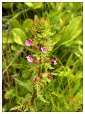 Pedicularis palustris