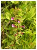 Pedicularis palustris. Верхняя часть цветущего растения. Республика Татарстан, памятник природы \"Татарско-Ахметьевское торфяное болото\". 12.07.2005.