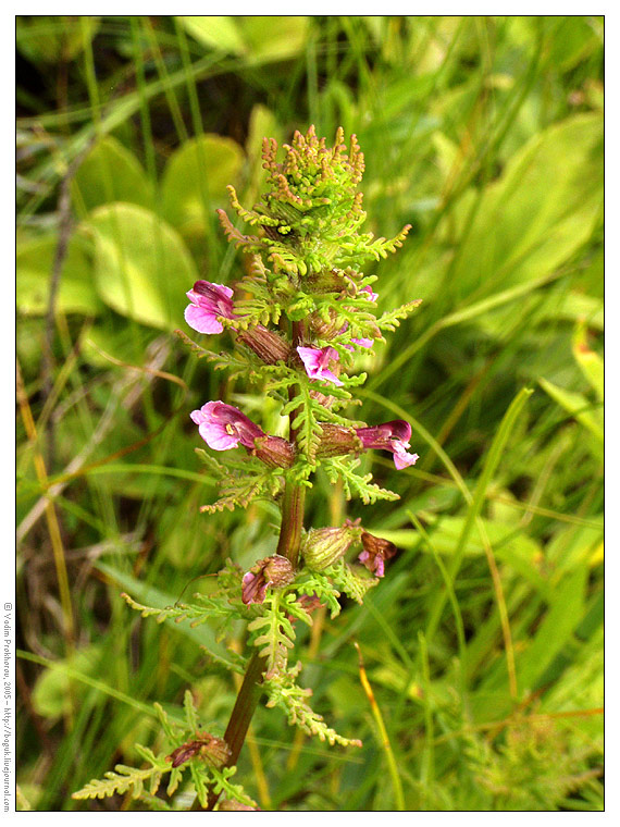 Изображение особи Pedicularis palustris.